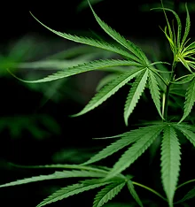 Cannabis