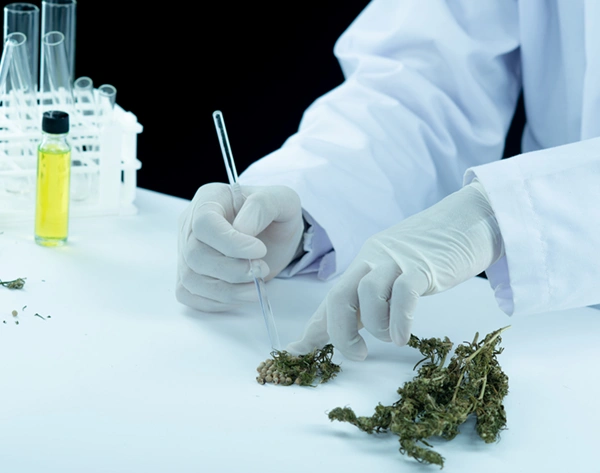 Oracle RMS website section for cannabis industry professions featuring gloved hands carefully harvesting mature cannabis buds from large green plants inside an indoor cultivation facility.
